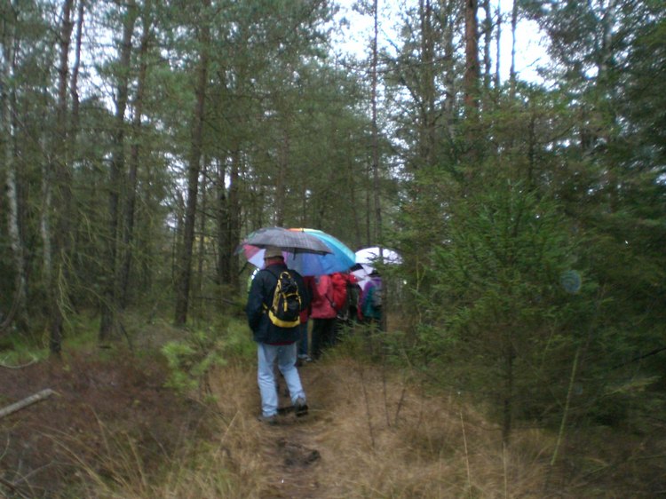 10_im_wald.jpg
