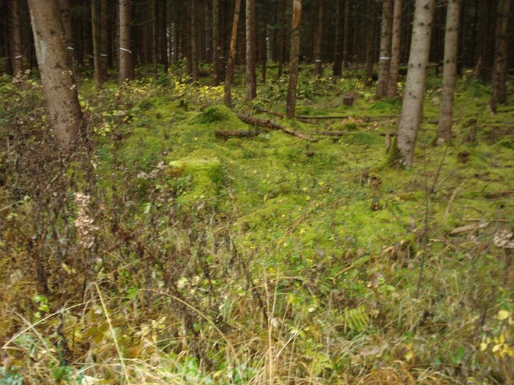 18_moosbewachsener_waldboden.jpg