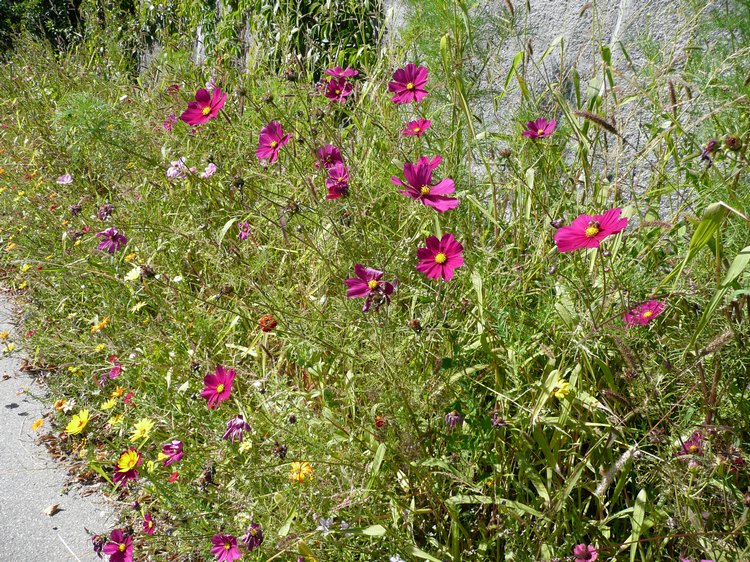 107._2011-8-11_wildblumen_an_der_kirchmauer.jpg
