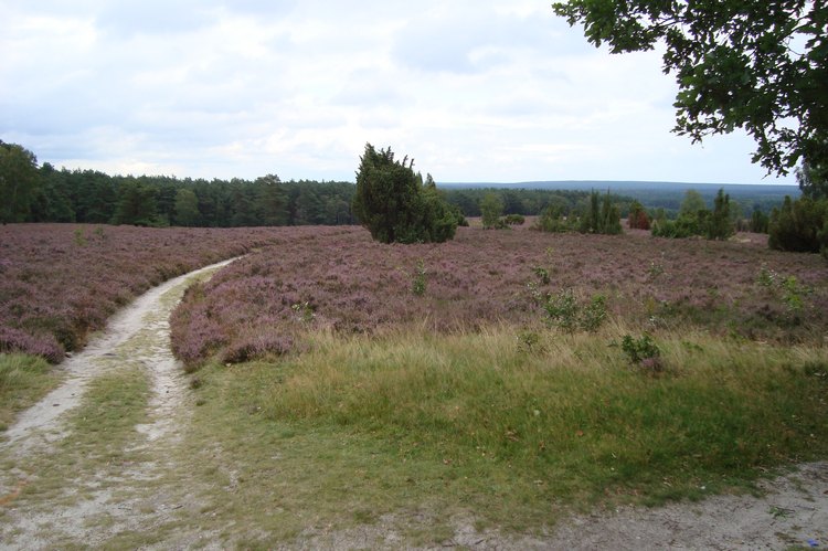 075_heide_wie_aus_dem_bilderbuch.jpg