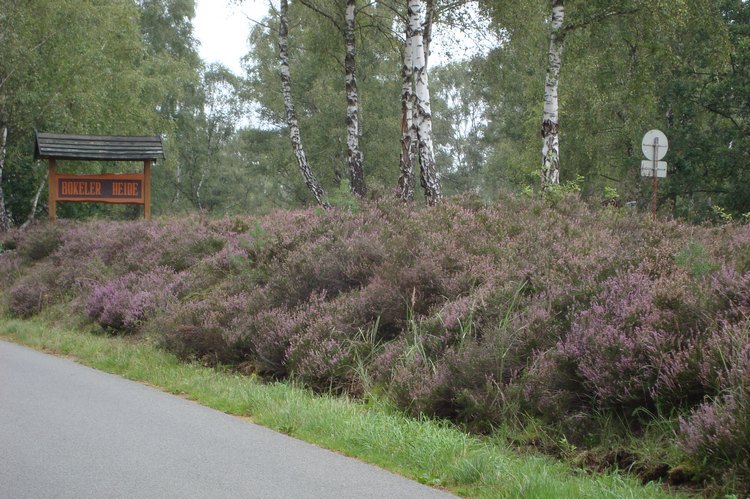 076_bokeler_heide.jpg