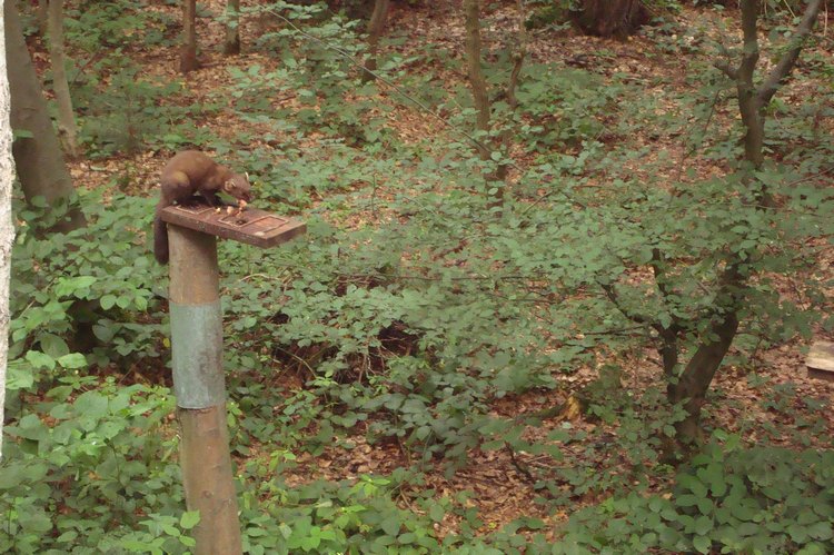 096_baummarder.jpg