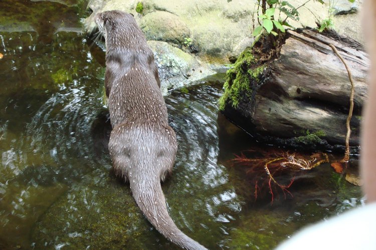 105_fischotter.jpg