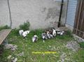 img_4732bb.jpg