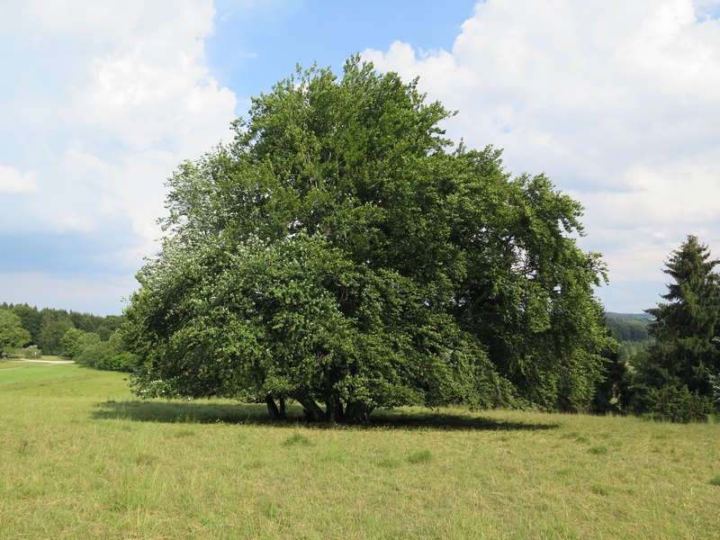 51423_raichberg_baum.jpg