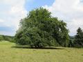 51423_raichberg_baum.jpg