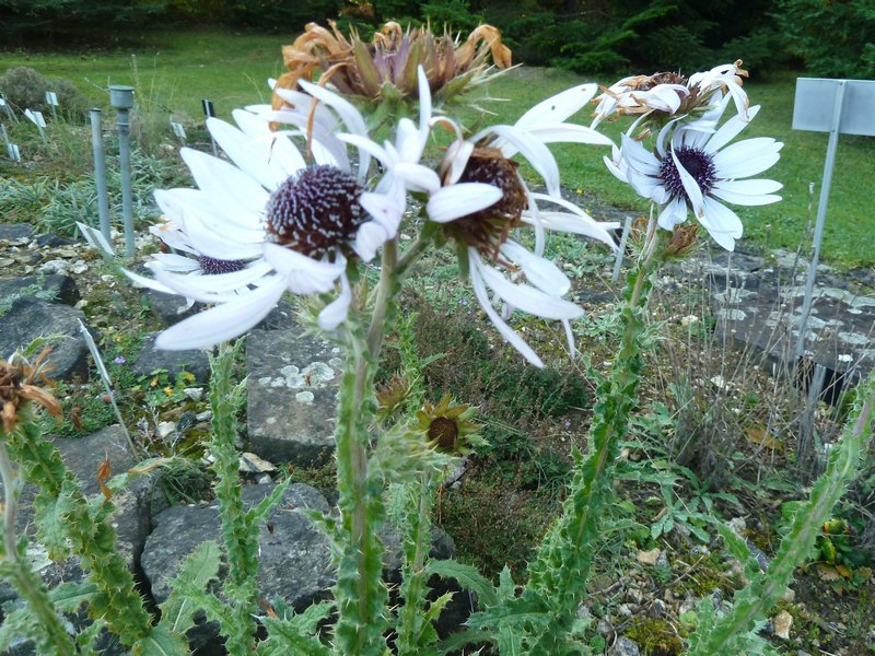 p1300865.jpg