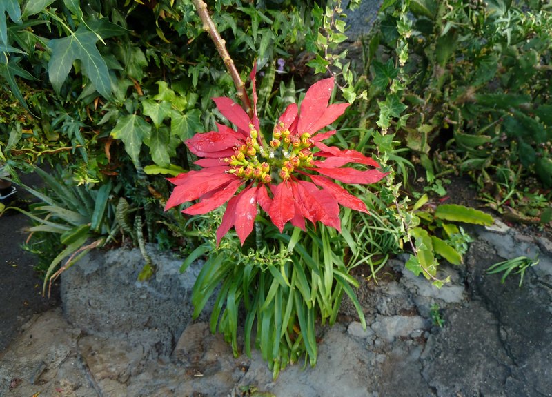 29+p1320324.jpg