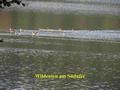 mindelsee19a.jpg