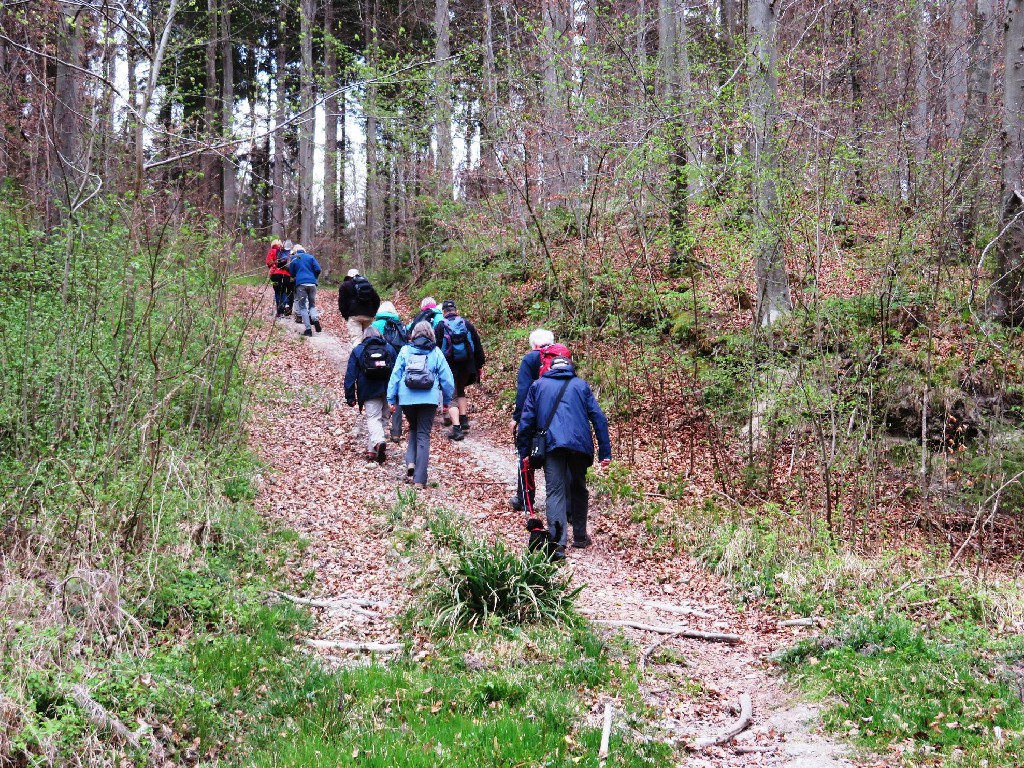 im Altdorfer Wald