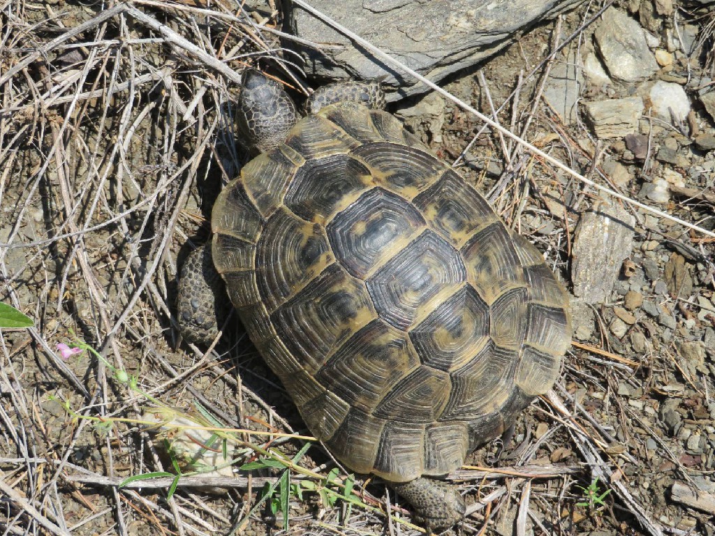 eine Schildkröte eilt davon