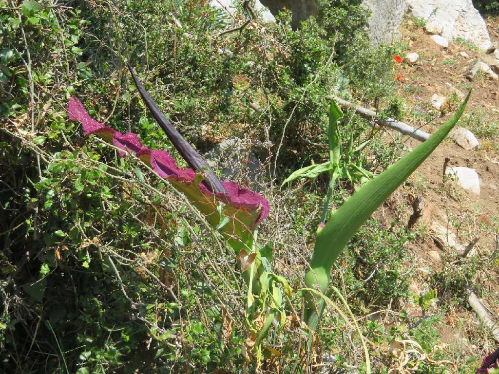 ein roter Aronstab