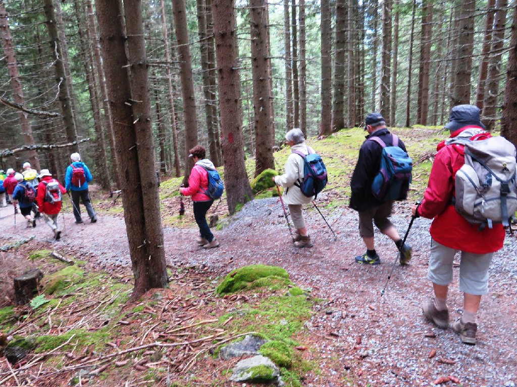 weiter durch den Wald