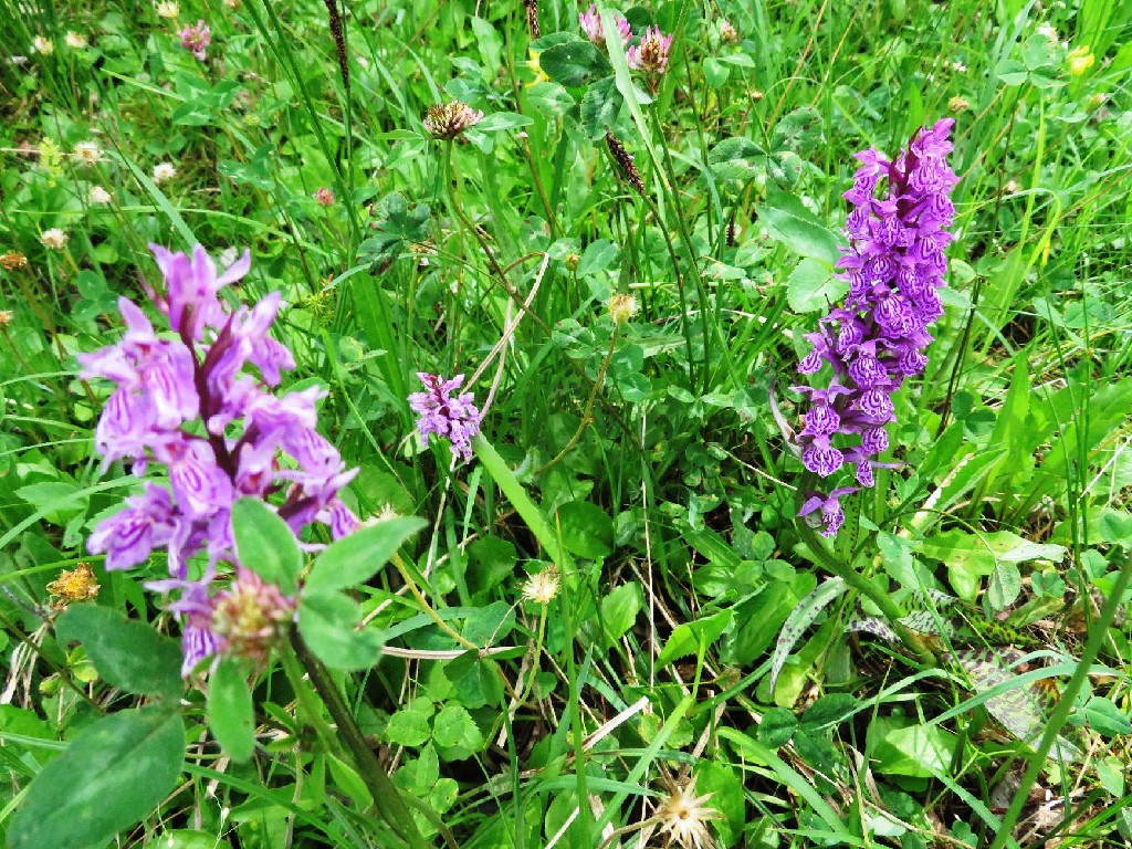 am Wegrand zahlreiche Orchideen