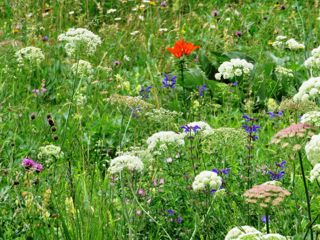 auf der Wiese Feuerlilien