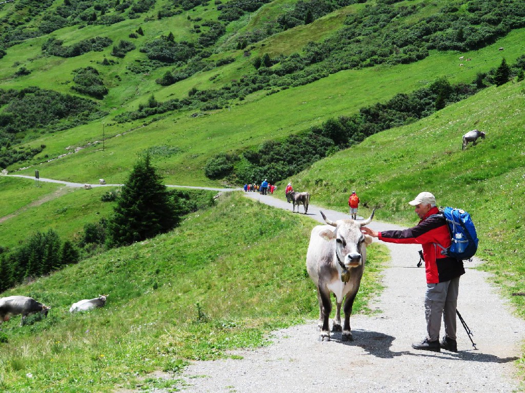 Henry spricht mit einer hübschen Kuh