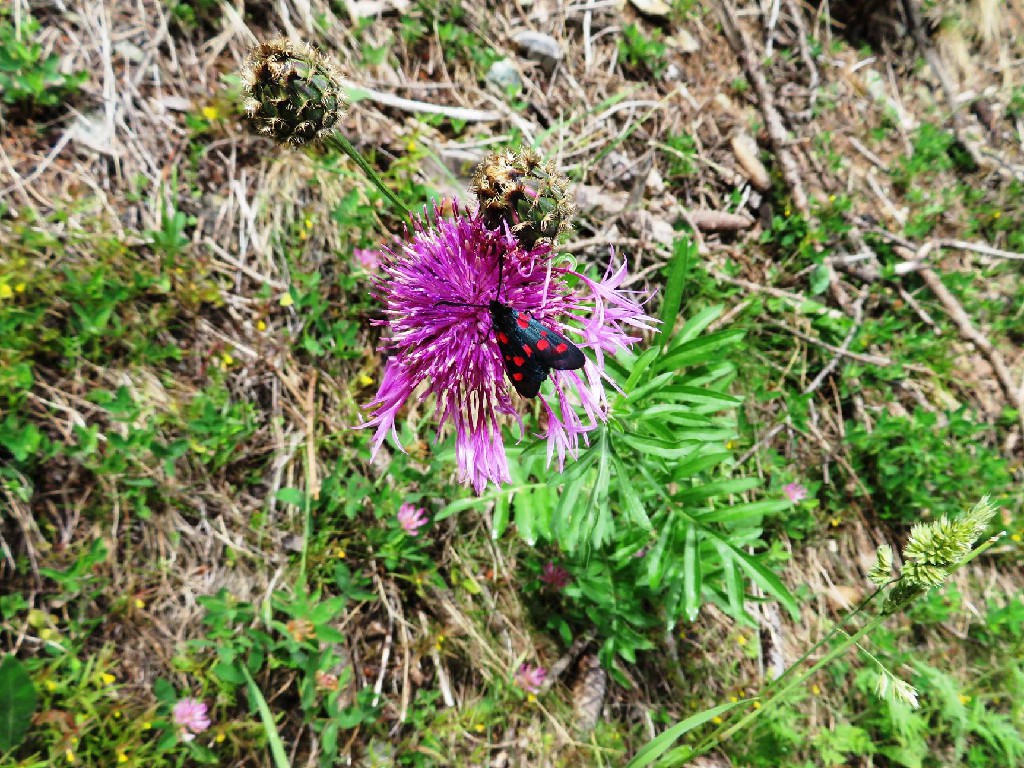 ein Widderchen an der Flockenblume