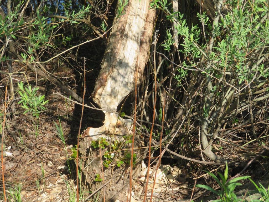 dieser Baum steht vermutlich nicht mehr lange