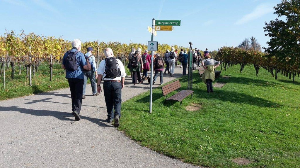 20 Wanderer unterwegs bei Hagnau    