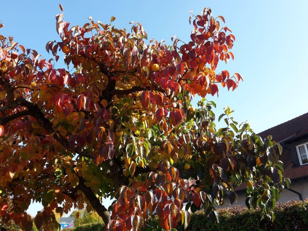Schön verfärbter Kumquat-Baum
