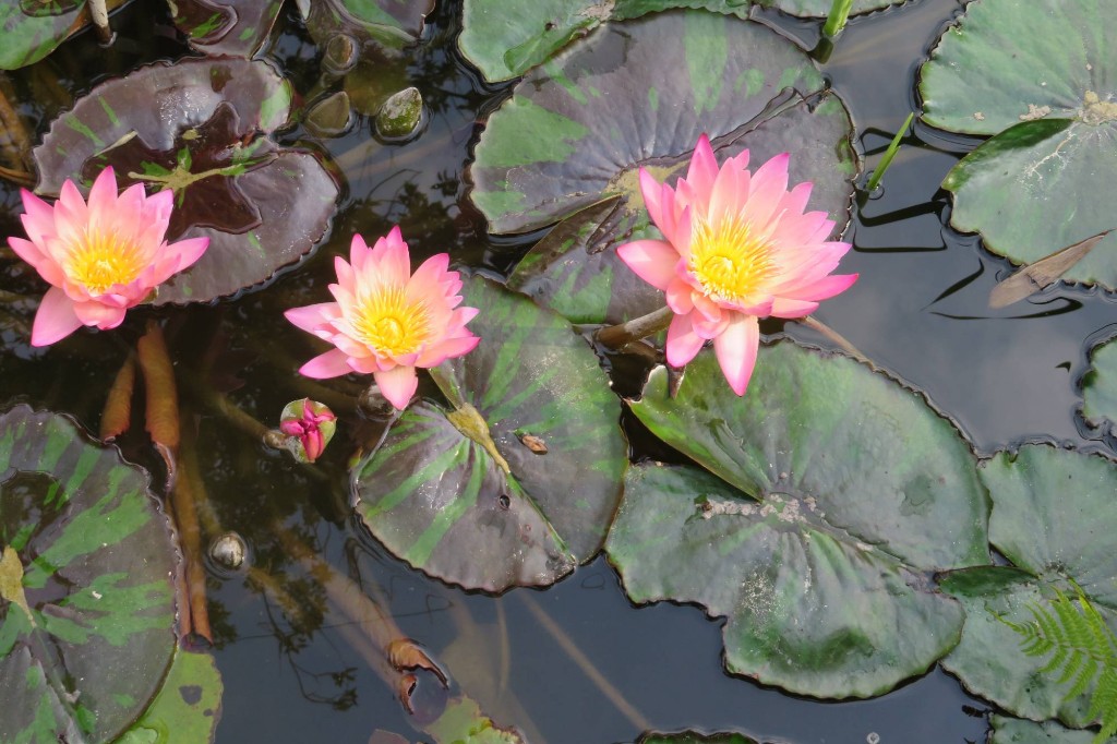 Lotosblumen