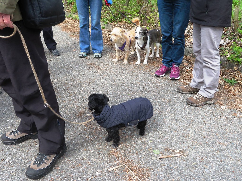 Unsere Vereins-Hunde warten geduldig