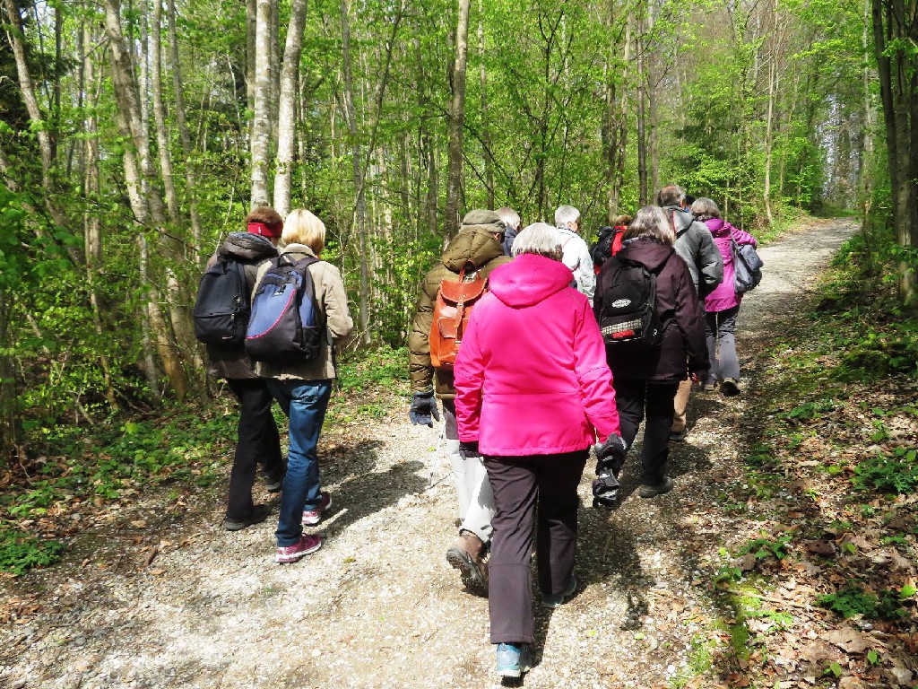 weiter durch den Wald