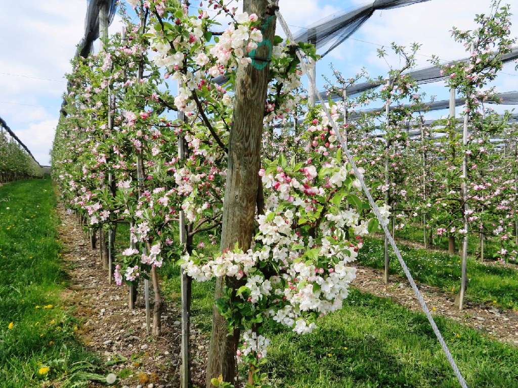 prächtige Apfelblüte