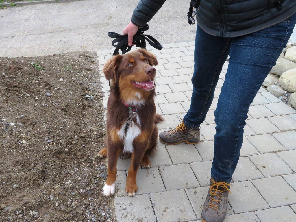 Gast-Hund Loki
