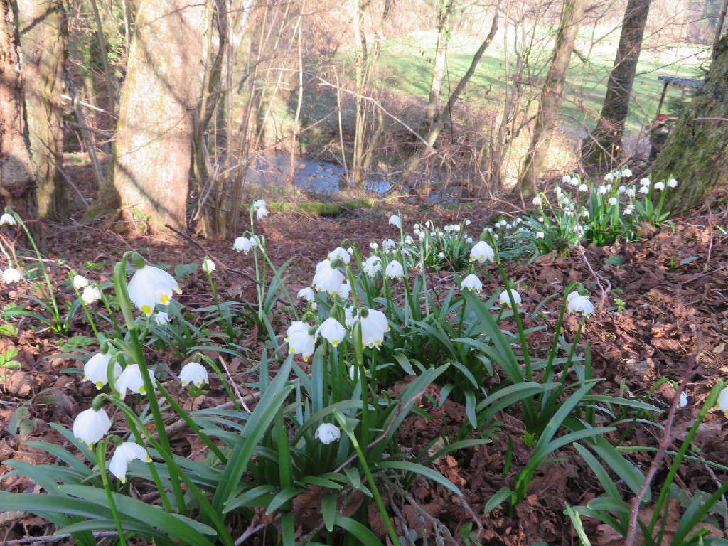Märzenbecher verkünden den Frühling