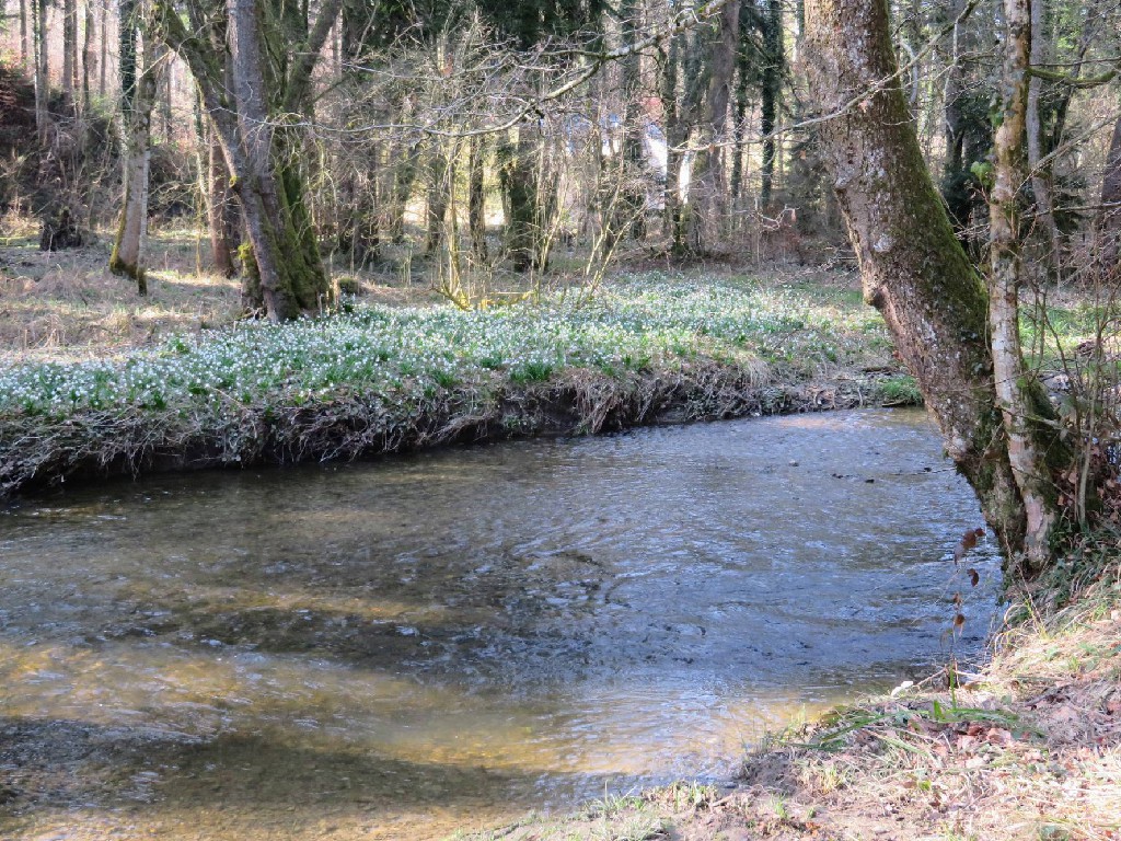 am Ufer entlang blühen Märzenbecher