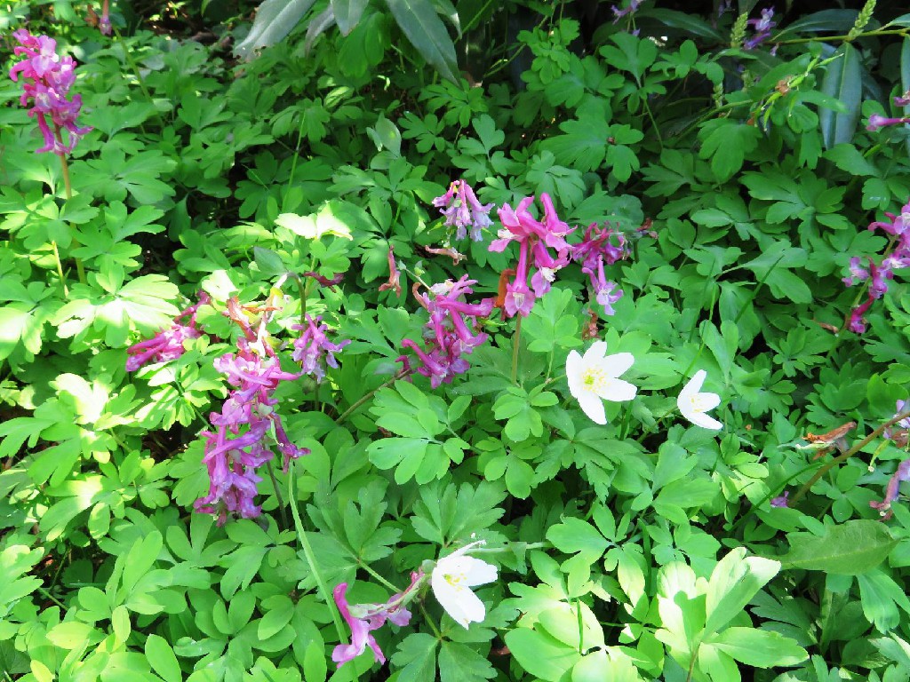 Lerchensporn und Anemonen