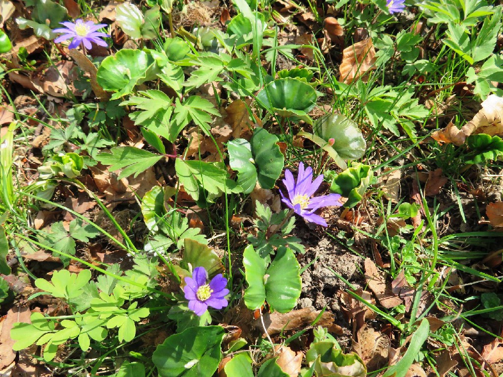 blaue Anemonen
