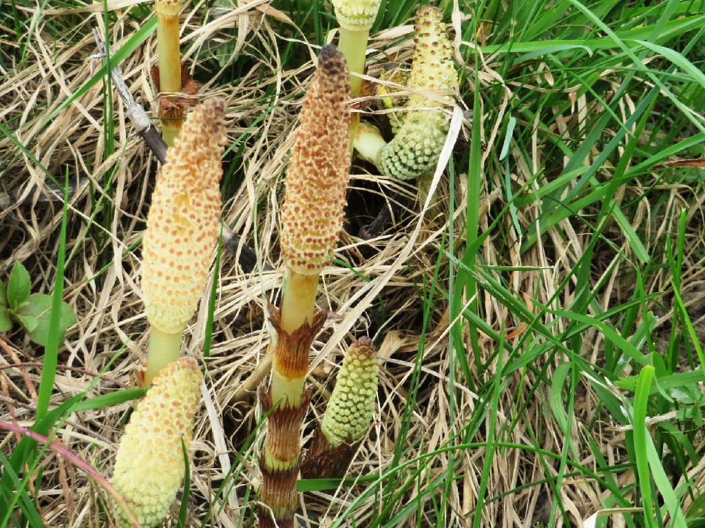 Ackerschachtelhalm-Blüte