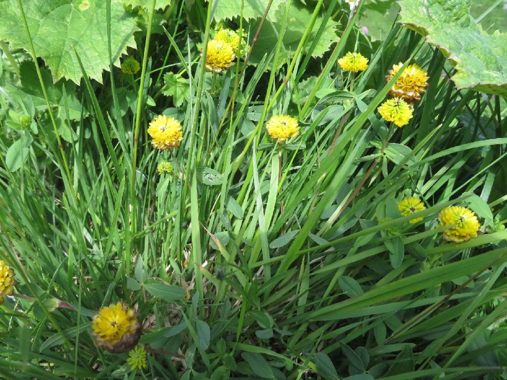 Alpen-Braun-Klee