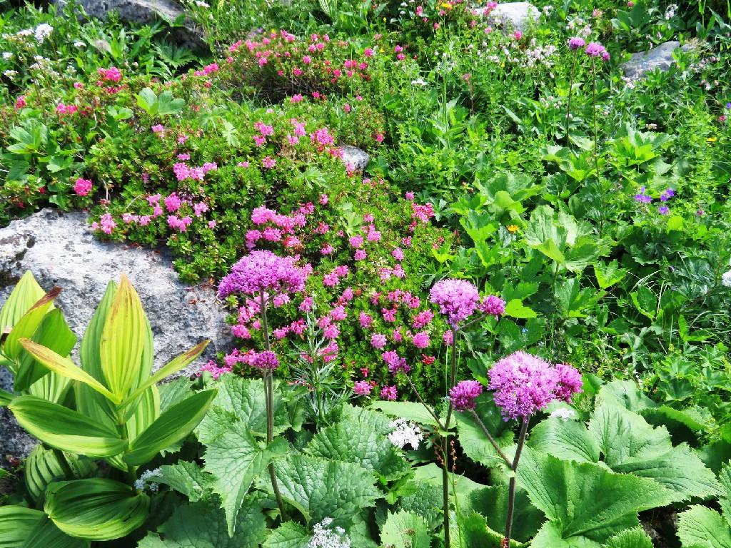 Alpendost und Alpenrosen