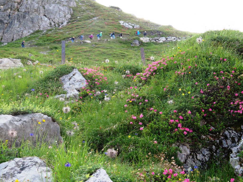 Blumenviefalt