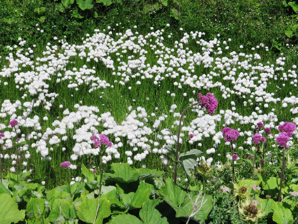 Wollgras und Alpendost