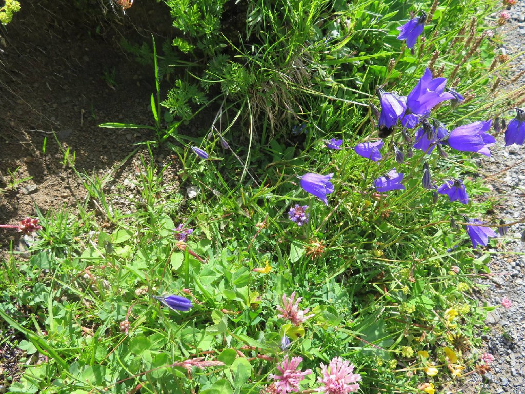 Pfirsichblättrige Glockenblumen
