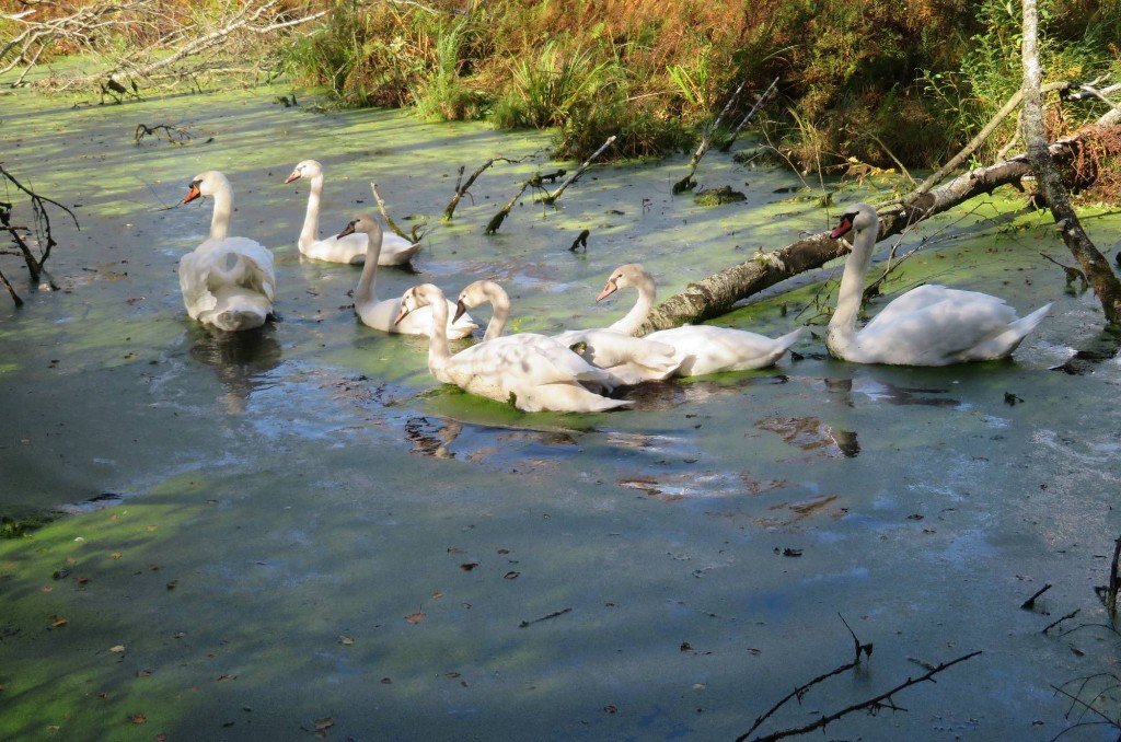 Schwäne genießen die Idylle
