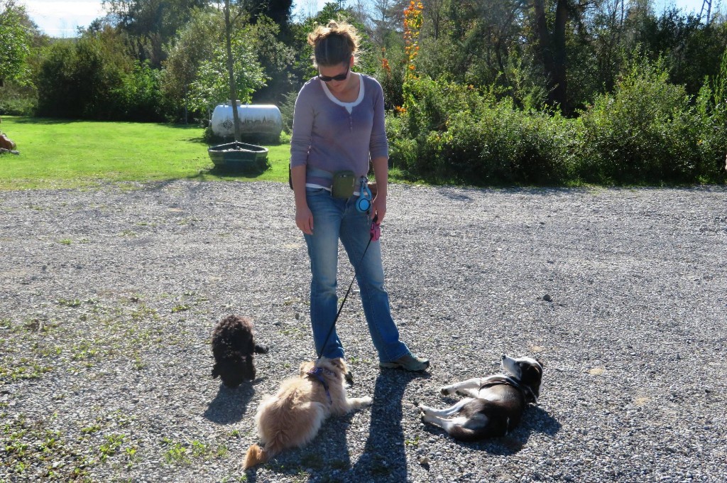 Sigrun und die drei Wanderhunde