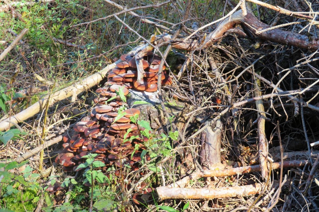 Pilze für eine Mahlzeit - nein danke, wir kehren lieber ein!