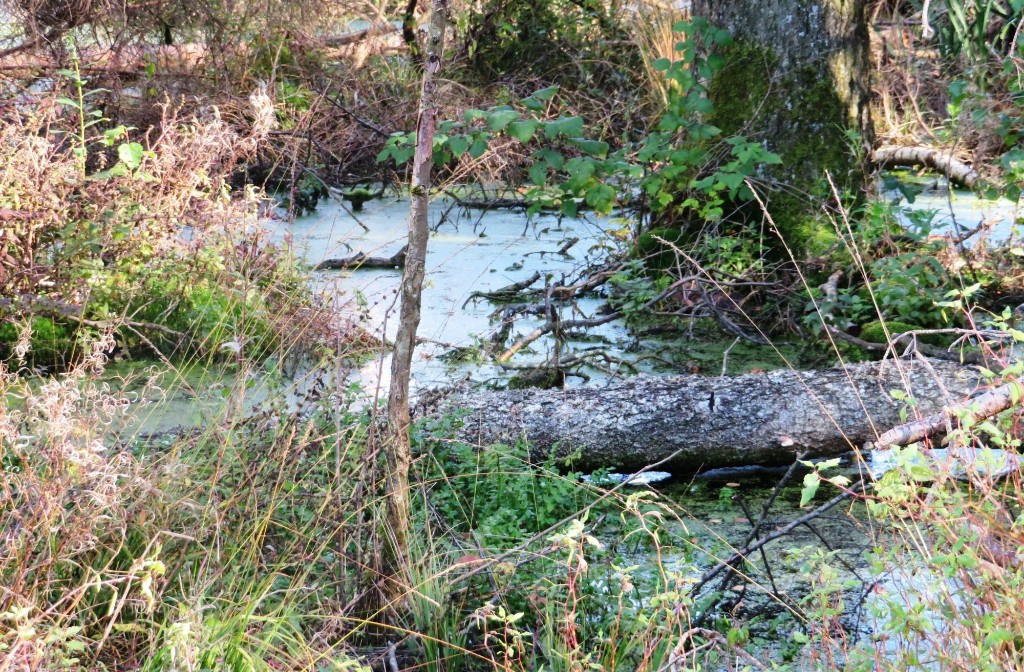 das Steigen des Wasserspiegels ist gut für die Renaturierung