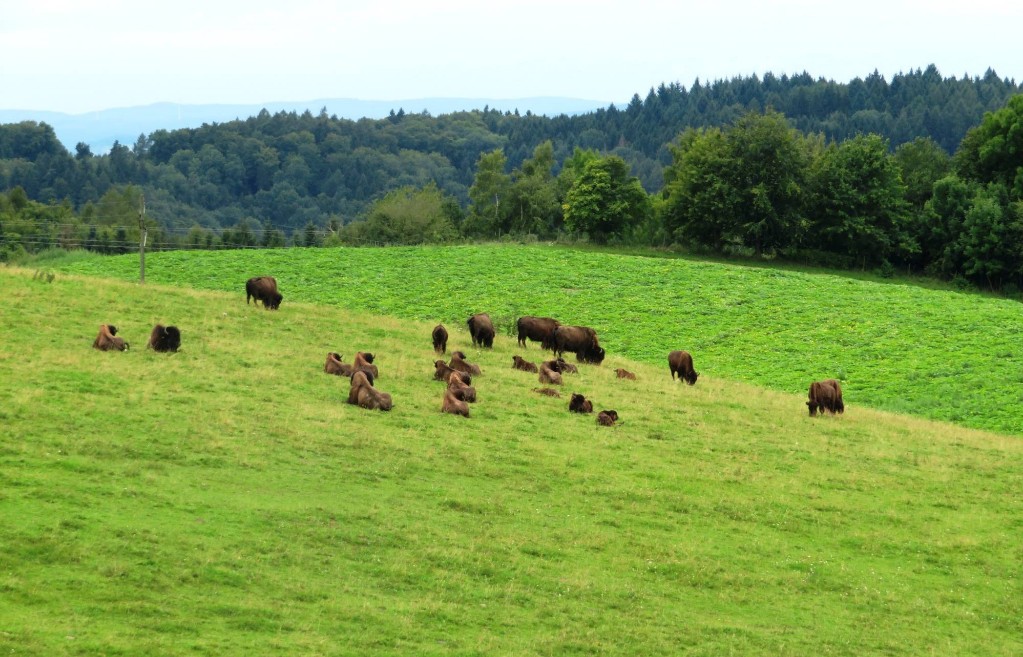 zum Bison-Gehege