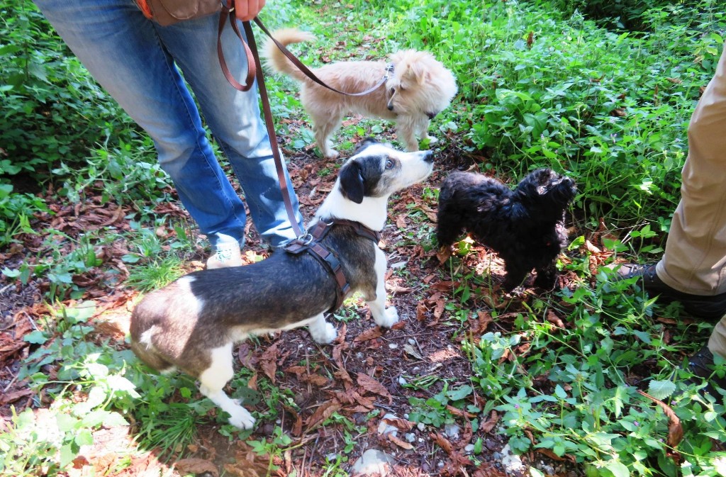 die Vereinshunde: Vivi, Romus und Sally