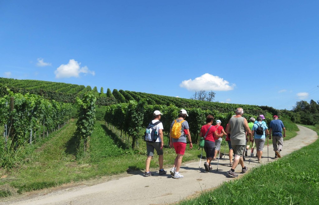entlang der Reben