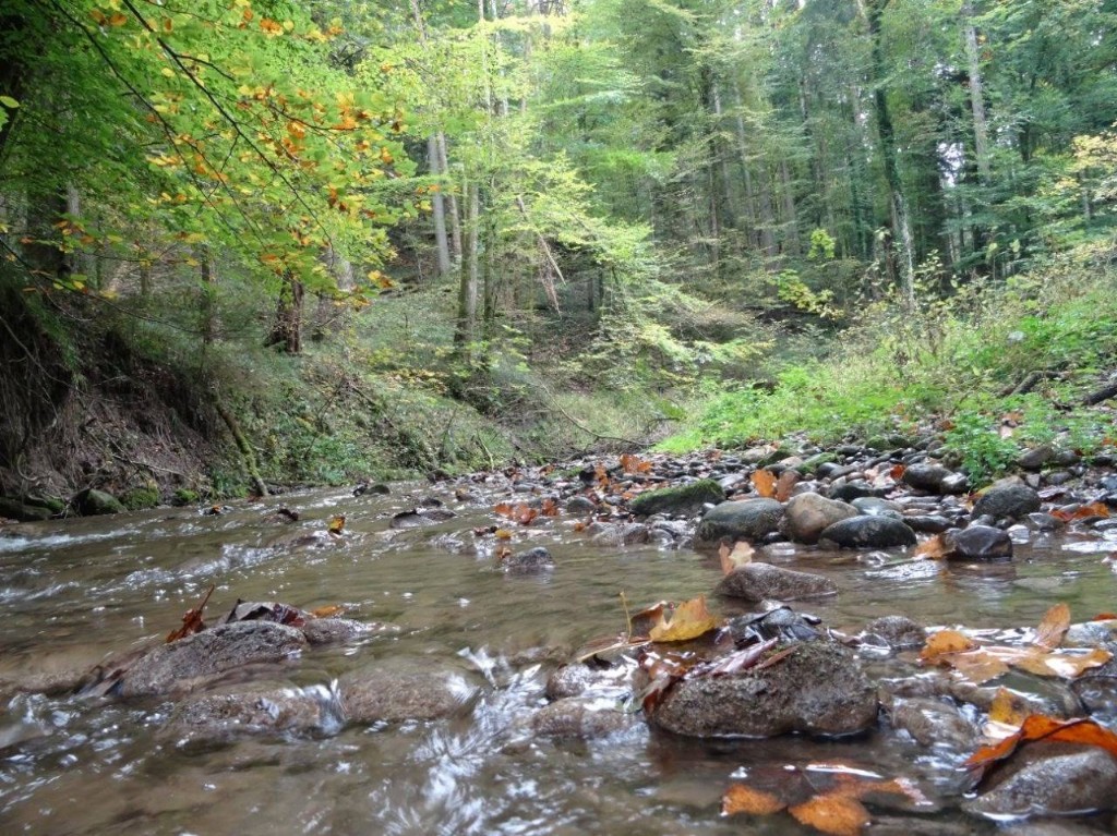 idyllische Bäche