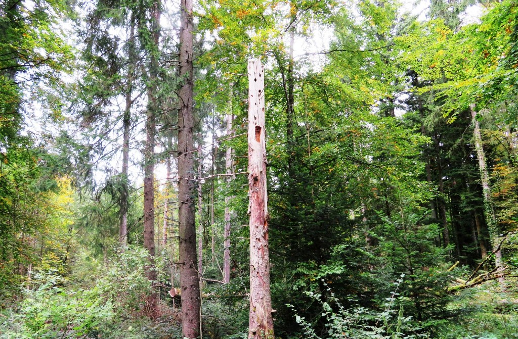 Urwald bzw. Bannwald