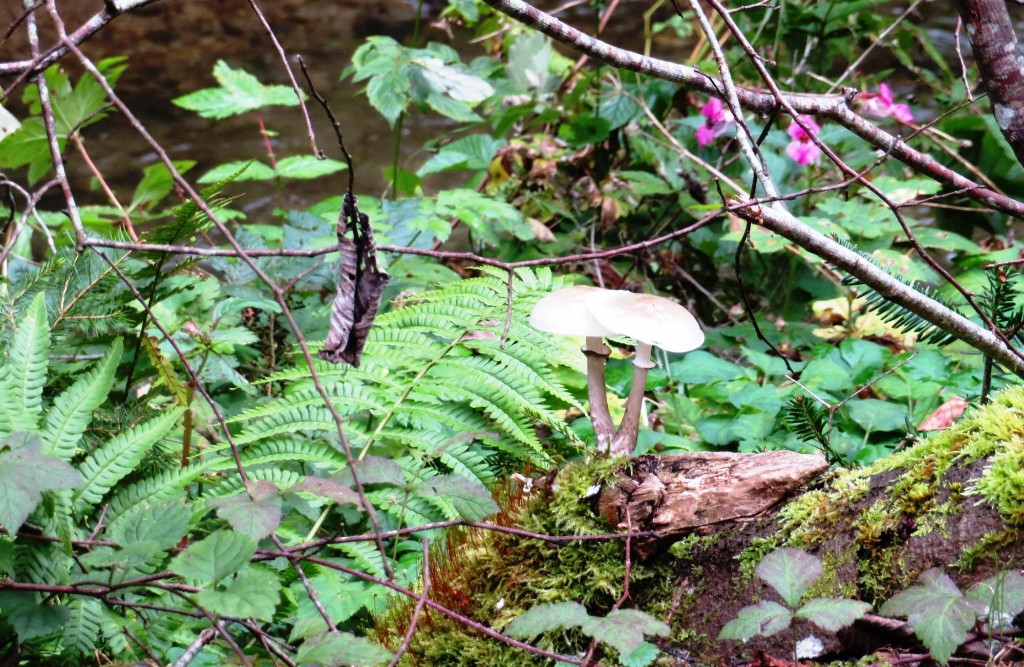 gepflegte Waldwege