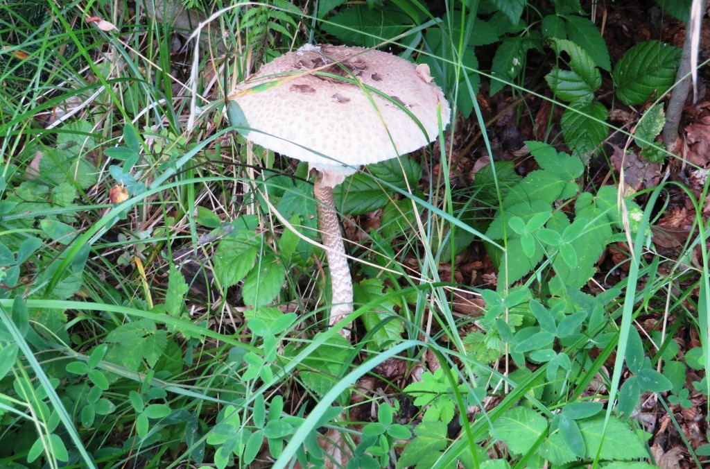 ein Parasol